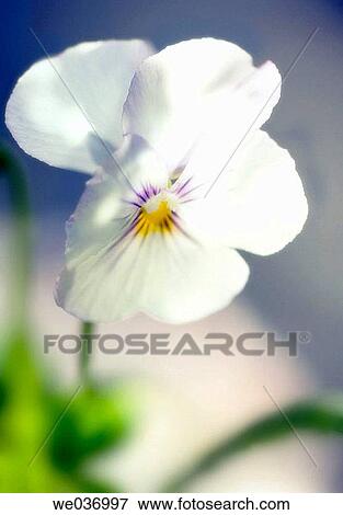 Viola x wittrockiana, Garden pansy. Maryland, USA View Large Photo Image Stock Photo - Viola x wittrockiana, Garden pansy. Maryland, USA. Fotosearch