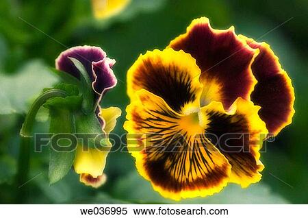Viola x wittrockiana, Garden pansy. Maryland, USA View Large Photo Image Stock Photography - Viola x wittrockiana, Garden pansy. Maryland, USA. Fotosearch
