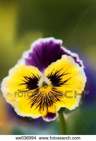 Viola x wittrockiana. Maryland, USA View Large Photo Image Picture - Viola x wittrockiana. Maryland, USA. Fotosearch