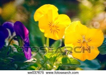 Viola x wittrockiana. Maryland, USA View Large Photo Image Stock Photography - Viola x wittrockiana. Maryland, USA. Fotosearch