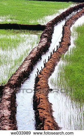 Water flowing through paddy field. Amboli. Maharashtra. India. View Large Photo Image Stock Photo - Water flowing through paddy field. Amboli. Maharashtra. India.. Fotosearch