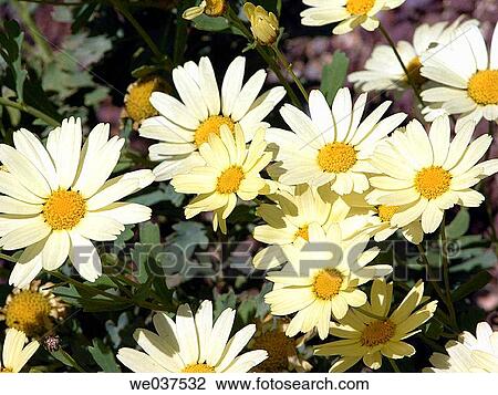 White daisies View Large Photo Image Stock Image - White daisies. Fotosearch