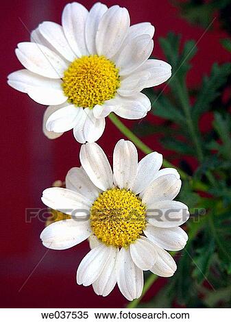 White daisies View Large Photo Image Stock Photography - White daisies. Fotosearch