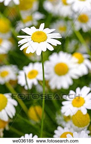 White daisy View Large Photo Image Stock Photography - White daisy. Fotosearch