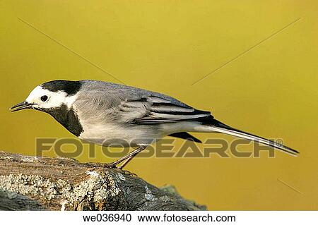 White Wagtail (Motacilla alba). Sevilla, Andalusia, Spain View Large Photo Image Stock Image - White Wagtail (Motacilla alba). Sevilla, Andalusia, Spain. Fotosearch