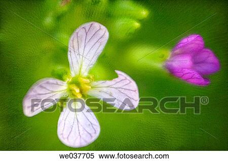 Stock Photography - Wild radish. Raphanus sativus. Maryland, USA. Fotosearch