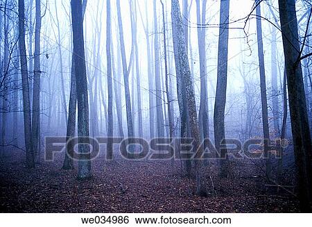 Woods in morning View Large Photo Image Stock Photograph - Woods in morning. Fotosearch