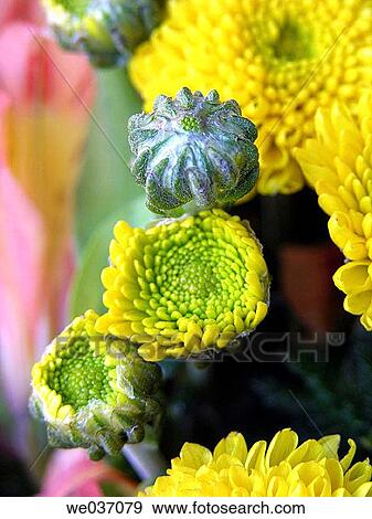 Yellow chrysanthemum View Large Photo Image Stock Photo - Yellow chrysanthemum. Fotosearch