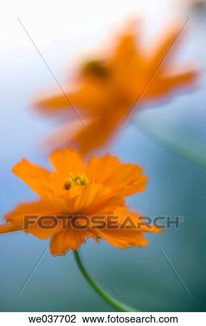 Stock Image - Yellow Cosmos Flowers. Cosmos sulphureus, Wildflower. Maryland, USA. Fotosearch