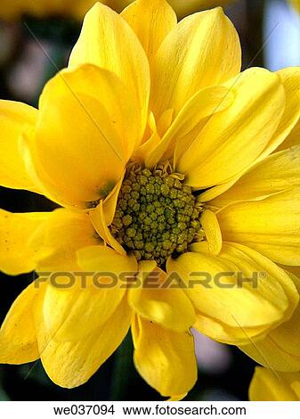 Yellow daisy View Large Photo Image Picture - Yellow daisy. Fotosearch