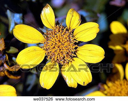 Stock Photograph - Yellow flower. Fotosearch