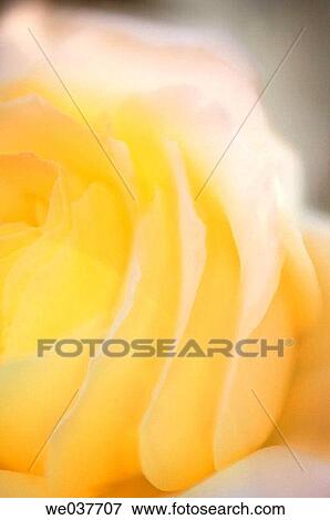 Yellow Rose Close-up. Rosa hybrid. Maryland, USA View Large Photo Image Stock Photo - Yellow Rose Close-up. Rosa hybrid. Maryland, USA. Fotosearch