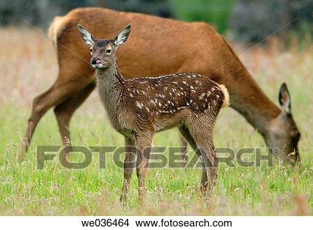 Picture - Young red deer with mother at the Otter Trust, County Durham, England, UK. Fotosearch