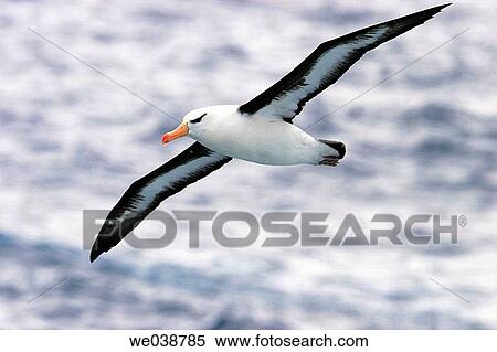 Adult Black-browed Albatross (Thalassarche melanophrys) on the wing in the Southern Atlantic Ocean View Large Photo Image Stock Photography - Adult Black-browed Albatross (Thalassarche melanophrys) on the wing in the Southern Atlantic Ocean. Fotosearch