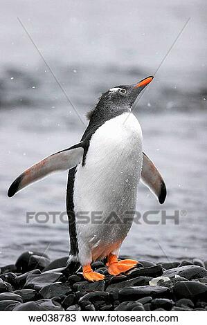 Adult Gentoo Penguin (Pygoscelis papua) in falling snow, Antarctica View Large Photo Image Stock Image - Adult Gentoo Penguin (Pygoscelis papua) in falling snow, Antarctica. Fotosearch