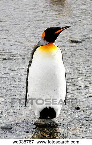Stock Photo - Adult King Penguin (Aptenodytes patagonicus) on South Georgia Island, southern Atlantic Ocean. Fotosearch