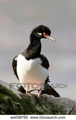 Adult Rock Shag on breeding colony, Falkland Islands, South Atlantic Ocean View Large Photo Image Stock Image - Adult Rock Shag on breeding colony, Falkland Islands, South Atlantic Ocean. Fotosearch