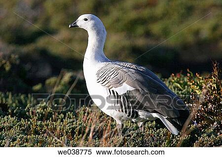 Stock Photography - Adult Upland Geese (Chloephaga picta leucoptera) in the Falkland Islands, South Atlantic Ocean. Fotosearch