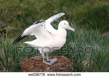 Adult Wandering (Snowy) Albatross (Diomedea exulans) on nest site on South Georgia in the southern ocean View Large Photo Image Stock Photograph - Adult Wandering (Snowy) Albatross (Diomedea exulans) on nest site on South Georgia in the southern ocean. Fotosearch