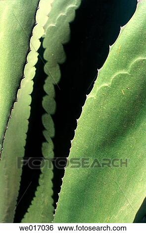 Agave View Large Photo Image Stock Photograph - Agave. Fotosearch