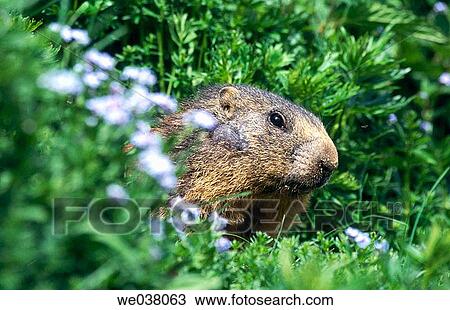 Alpine marmot (Marmota marmota). Dolomiten. Sud Tirol. Italy. View Large Photo Image Stock Image - Alpine marmot (Marmota marmota). Dolomiten. Sud Tirol. Italy.. Fotosearch