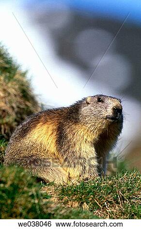 Alpine marmot. Marmota marmota. Riederalp. Willis. Switzerland. View Large Photo Image Stock Photograph - Alpine marmot. Marmota marmota. Riederalp. Willis. Switzerland.. Fotosearch