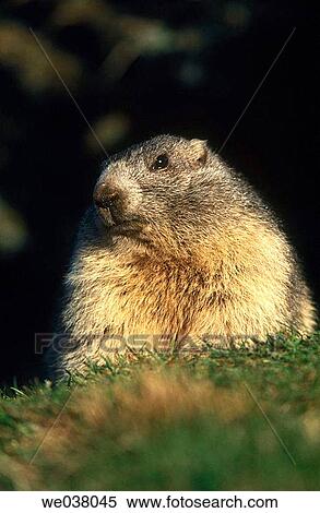 Alpine marmot. Marmota marmota. Riederalp. Willis. Switzerland. View Large Photo Image Stock Photography - Alpine marmot. Marmota marmota. Riederalp. Willis. Switzerland.. Fotosearch