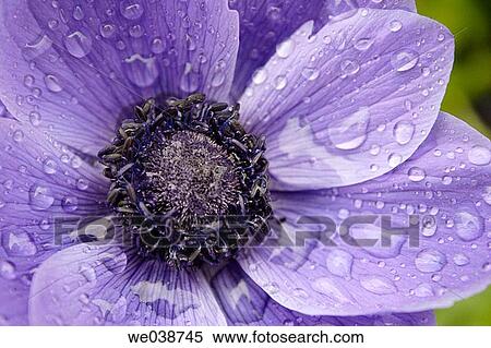 Anemone in a garden after spring rain, Villach, K? rnten/Carinthia, Austria View Large Photo Image Stock Photography - Anemone in a garden after spring rain, Villach, K? rnten/Carinthia, Austria. Fotosearch