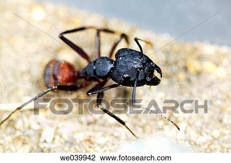 Ant (Camponotus cruentatus) View Large Photo Image Stock Image - Ant (Camponotus cruentatus). Fotosearch
