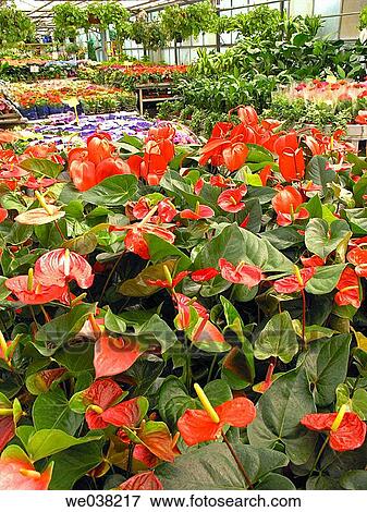 Anthurium (Anthurium sp. ) and other plants in garden center. Cambrils, Tarragona province, Catalonia, Spain View Large Photo Image Stock Photo - Anthurium (Anthurium sp. ) and other plants in garden center. Cambrils, Tarragona province, Catalonia, Spain. Fotosearch