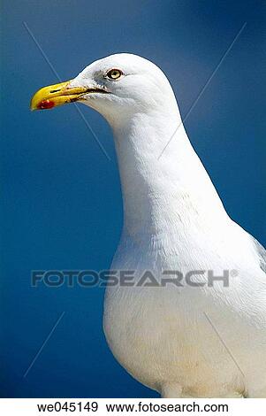 Aquatic bird, day, Close-up, bird, animal View Large Photo Image Stock Photo - Aquatic bird, day, Close-up, bird, animal. Fotosearch