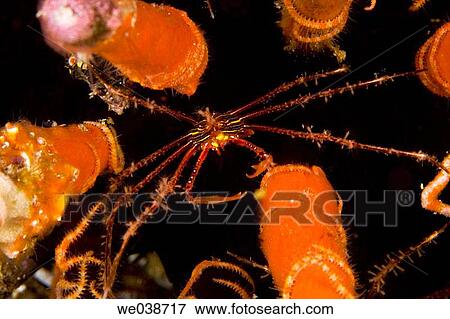 Arrow Crab inside spines of Pencil Urchin. Galapagos Islands National Park, Ecuador View Large Photo Image Stock Photo - Arrow Crab inside spines of Pencil Urchin. Galapagos Islands National Park, Ecuador. Fotosearch