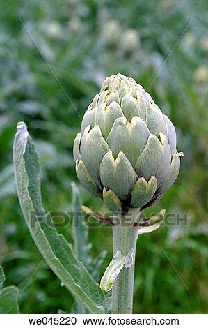 Artichoke plant View Large Photo Image Stock Image - Artichoke plant. Fotosearch