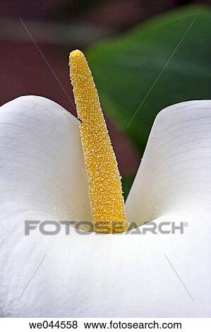 Stock Photo - Arum lily, Calla lily (Zantedeschia aethiopica). Fotosearch