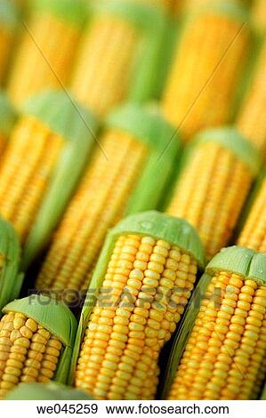 Assorted corn, Weekly Tuesday fruit & vegetable market, Southern Zone of Rio De Janeiro, Praca General Osorio, near Ipanema Beach, Brazil View Large Photo Image Stock Photo - Assorted corn, Weekly Tuesday fruit & vegetable market, Southern Zone of Rio De Janeiro, Praca General Osorio, near Ipanema Beach, Brazil. Fotosearch