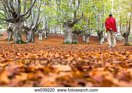 autumn, back view, baby boomer, anorak View Large Photo Image Stock Image - autumn, back view, baby boomer, anorak. Fotosearch