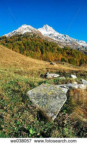 Autumn. Piz da la Margna 3159m, larch free. Alps of Eastern Switzerland. View Large Photo Image Stock Photo - Autumn. Piz da la Margna 3159m, larch free. Alps of Eastern Switzerland.. Fotosearch