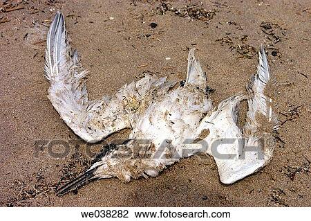 Avian flu, Bird flu, bird, Avian influenza, animal View Large Photo Image Stock Image - Avian flu, Bird flu, bird, Avian influenza, animal. Fotosearch