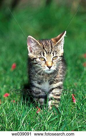 Baby animal, feline, day, cat, animal View Large Photo Image Stock Image - Baby animal, feline, day, cat, animal. Fotosearch