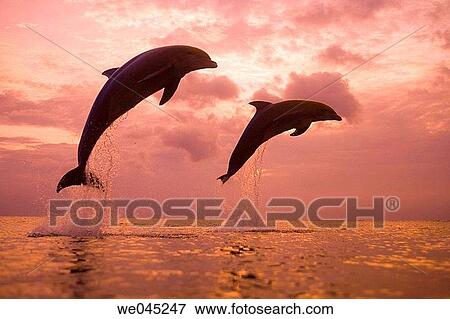 backlight, activity, animal, agility, agile, action View Large Photo Image Stock Photo - backlight, activity, animal, agility, agile, action. Fotosearch