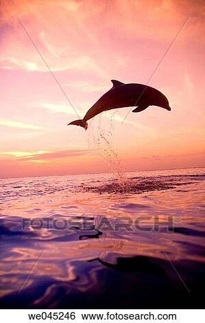 backlight, activity, animal, agility, agile, action View Large Photo Image Stock Photograph - backlight, activity, animal, agility, agile, action. Fotosearch