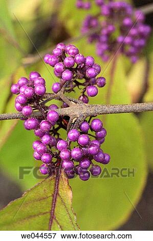 Beauty berry (Callicarpa bodinieri) View Large Photo Image Stock Photo - Beauty berry (Callicarpa bodinieri). Fotosearch