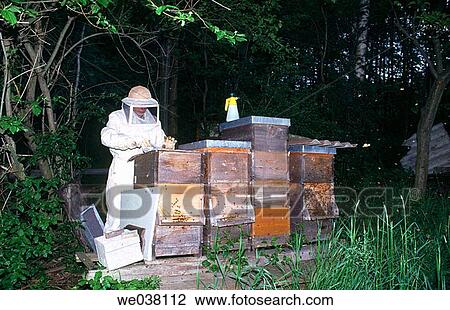 Bee-keeper at work. Oberpfalz / Upper Palatinate. Bavaria. Germany. View Large Photo Image Stock Image - Bee-keeper at work. Oberpfalz / Upper Palatinate. Bavaria. Germany.. Fotosearch