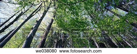 Beech forest (Fagus sylvatica). Aschau im Chiemgau. Bavaria. Germany. View Large Photo Image Stock Image - Beech forest (Fagus sylvatica). Aschau im Chiemgau. Bavaria. Germany.. Fotosearch