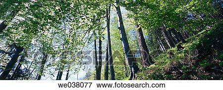 Beech forest (Fagus sylvatica). Aschau im Chiemgau. Bavaria. Germany. View Large Photo Image Stock Photo - Beech forest (Fagus sylvatica). Aschau im Chiemgau. Bavaria. Germany.. Fotosearch