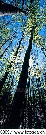 Beech forest (Fagus sylvatica). Aschau im Chiemgau. Bavaria. Germany. View Large Photo Image Stock Photo - Beech forest (Fagus sylvatica). Aschau im Chiemgau. Bavaria. Germany.. Fotosearch