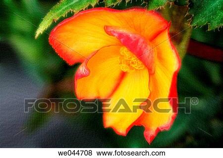 Begonia (Begonia tuberosa). Maryland, USA, August 2004 View Large Photo Image Stock Photo - Begonia (Begonia tuberosa). Maryland, USA, August 2004. Fotosearch