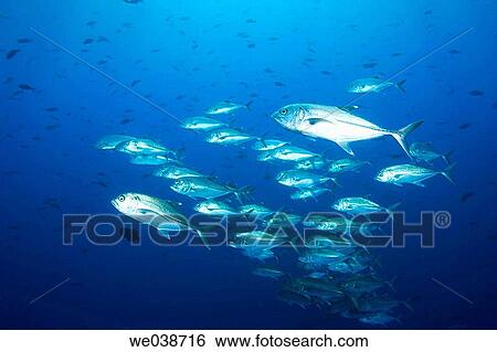 Bigeye Trevally (Caranx sexfasciatus). Galapagos Islands National Park, Ecuador View Large Photo Image Stock Photograph - Bigeye Trevally (Caranx sexfasciatus). Galapagos Islands National Park, Ecuador. Fotosearch