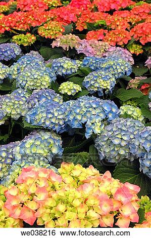 Bigleaf Hydrangea (Hydrangea macrophylla) View Large Photo Image Stock Photograph - Bigleaf Hydrangea (Hydrangea macrophylla). Fotosearch