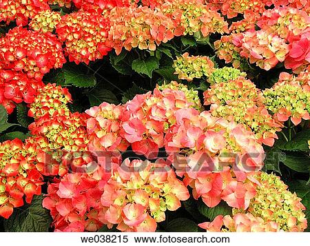 Bigleaf Hydrangea (Hydrangea macrophylla) View Large Photo Image Stock Photography - Bigleaf Hydrangea (Hydrangea macrophylla). Fotosearch